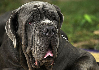Guess What Breed?