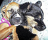 Pet Pic of the Day: It's Snuggle Time!