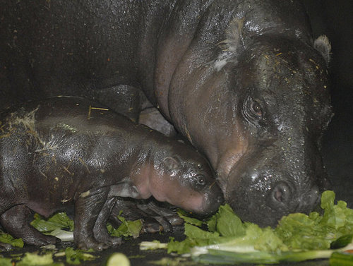 Sniff, Sniff, Snorgle Sniff, Sniff, Snorgle