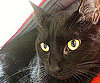 Pet Pic of the Day: Tom Cat's Eyes Say It All