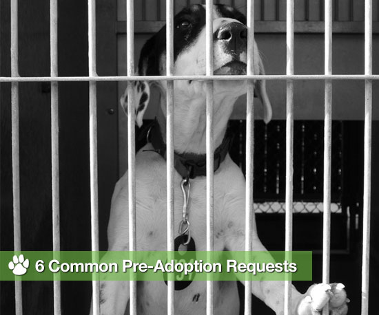 Don't Be Surprised If a Shelter Asks For These 6 Things . . . Don't Be Surprised If a Shelter Asks For These 6 Things . . .