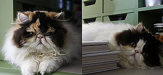 New Kittens Alert! Empress Tang and Princess Peony