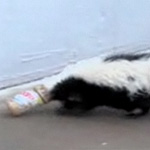 The Scoop: Skunks Love Peanut Butter, Too
