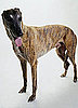 10 Common Breed Myths, Debunked: In the LINK of an Eye!