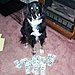 Adoption Fee and/or Donation 