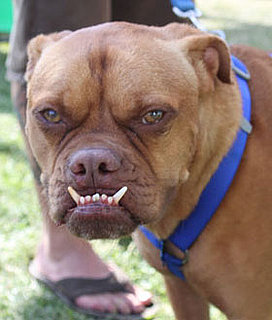 Sugar Shout Out: Meet Pabst, the World's Ugliest Dog!