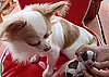 Sugar Shout Out: Meet Heart-Kun's Little Love-Marked Brother