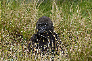 Sugar Shout Out: Meet the Cutest Zoo Babies on Twitter