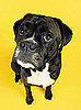 How Much Did a Woman Pay For Her Dog to Fly Business Class?
