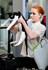 Evan Rachel Wood Travels With Her Cat and Laptop Evan Rachel Wood Travels With Her Cat and Laptop