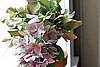 Sample Photos from the Canon Rebel T1i