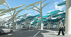 Photos of the Solar Forest 