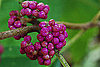 Cool Capture: Beautiful Berries Taken With a Nikon D40