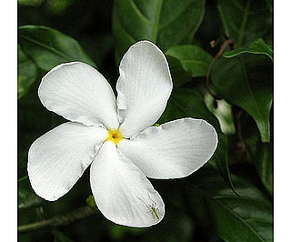 Cool Capture: Flowers Close Up 