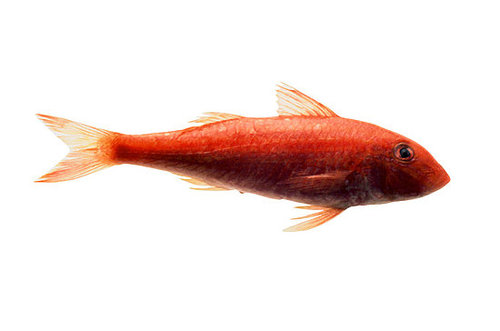 Fish Fish