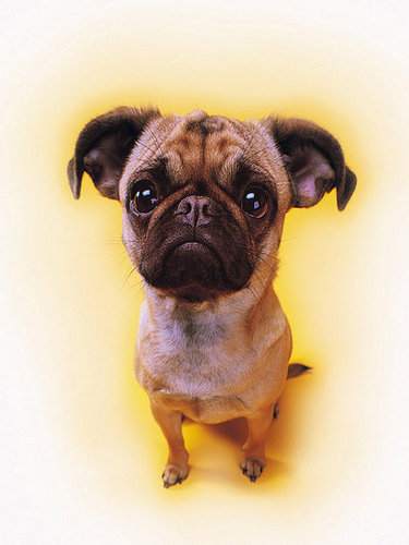Dog Dog