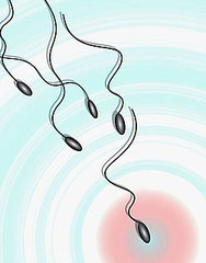 Fertility Myths