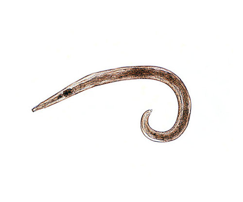 Pinworm Pinworm