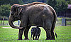 Pregnancy Lengths in Mammals