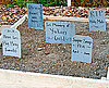 Lil Links: A Spooky Vegetable Garden