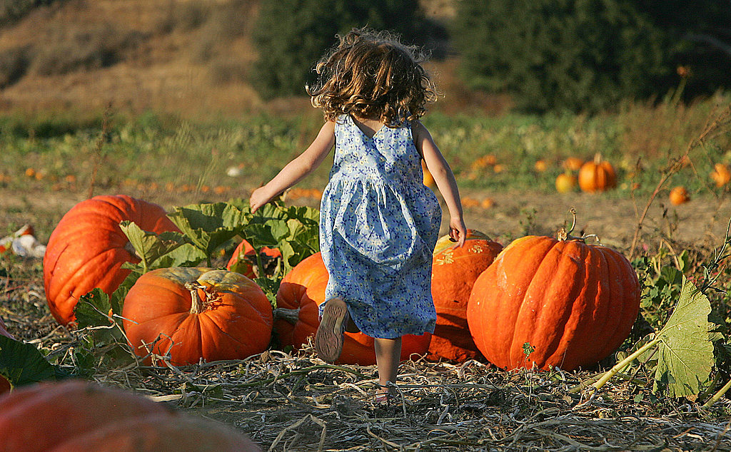Will You Pick Up Your Pumpkins at a Patch or Supermarket? Will You Pick Up Your Pumpkins at a Patch or Supermarket?