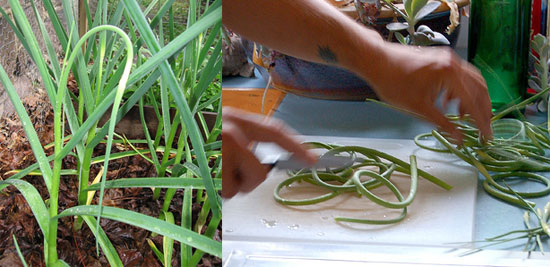 Learn to Love: Garlic Scapes Learn to Love: Garlic Scapes