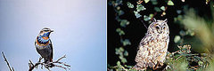Are You an Early Bird or a Night Owl?
