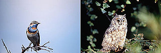 Are You an Early Bird or a Night Owl?
