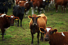Food News: Restriction on Antibiotic Use in Livestock