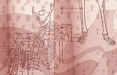 Quiz: Anatomy 101
