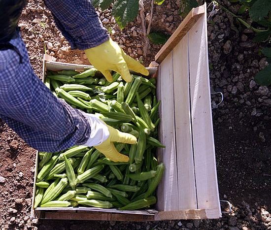 7 Ways to Eat Green and Lose Weight