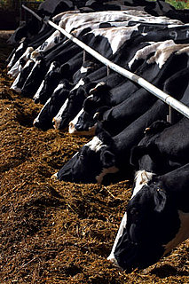 Milk May Not Do Your Body Good