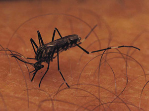 Another Virus to Worry About: Chikungunya