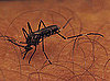 Another Virus to Worry About: Chikungunya