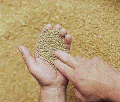 Cooking With Whole Grains Cooking With Whole Grains