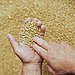 Which whole grains do you already cook with?
