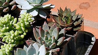 How-To: Care For Succulents 