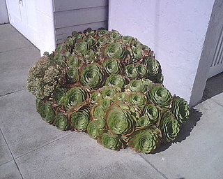 Name This Type of Plant