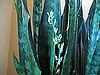 Name This Plant