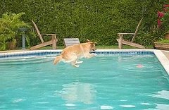 Would You Let a Dog Swim in Your Swimming Pool? Would You Let a Dog Swim in Your Swimming Pool?
