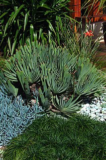 Do You Have Succulents In Your Garden?