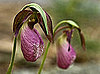 Name This Flower