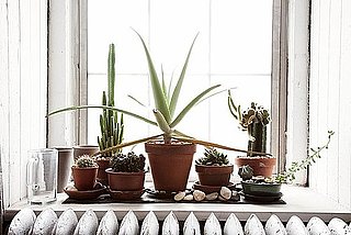 Do You Keep Potted Plants on Your Windowsill?