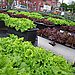 Brick City Urban Farms, Newark, NJ