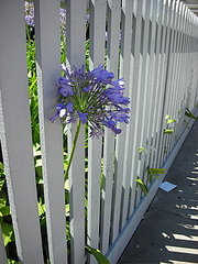 Do You Have a White Picket Fence?