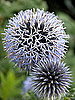 Name This Flower