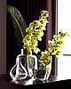 Do You Decorate With Cut Orchids?