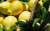Casa Quickie: Lemon Fresh Kitchen