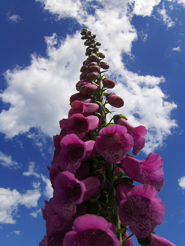 Name This Plant Name This Plant