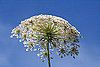 Name This Flower